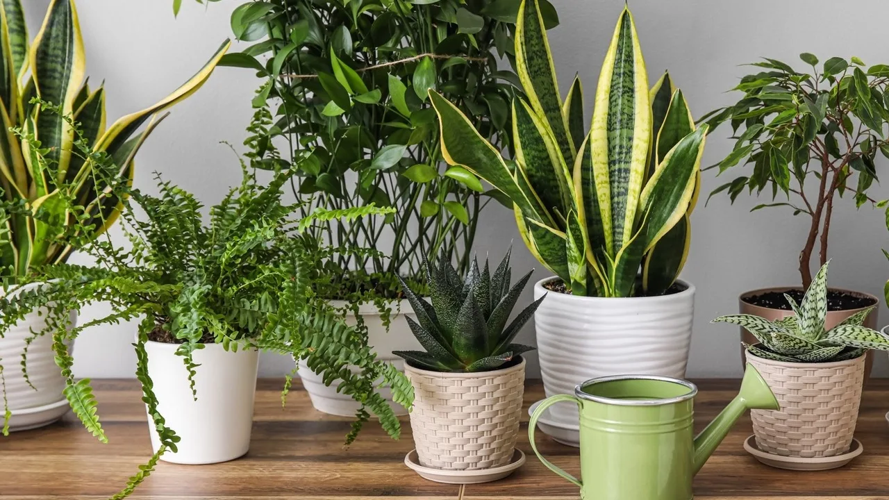 Valkosipuli ja vetyperoksidi: miksi ne ovat tärkeitä huonekasvien puhdistuksessa ja hoidossa.