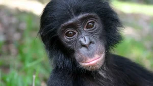 Sensaatiomainen eläintieteellinen löytö: tutkimus viittaa siihen, että tämän eläimen kieli on yhtä monimutkainen kuin ihmisen kieli.