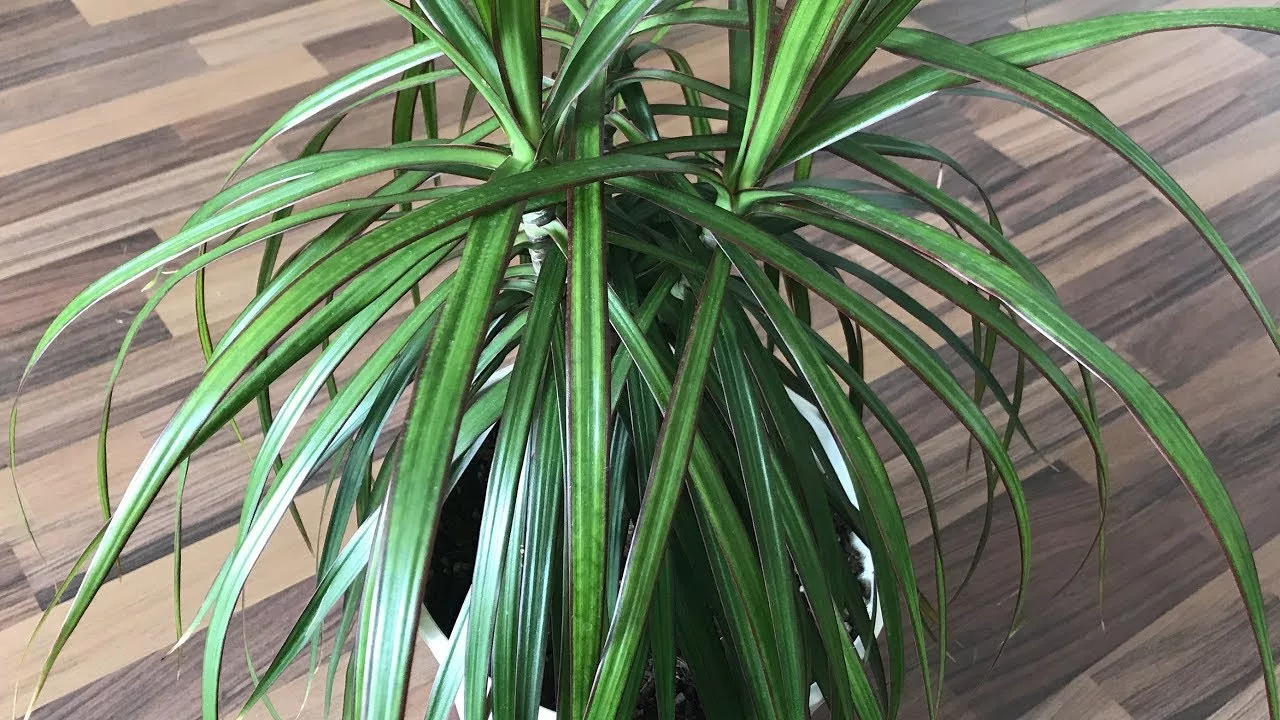 Kasvien asiantuntija: ”Älä koskaan laita alustaa drakenan alle, kun kastelet sitä kotona.”