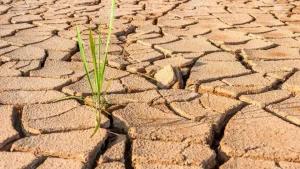 Saharan lämpötila nousi 70 °C:een, miljardeja puita kuoli, ja vain yksi menetelmä pystyi estämään elämän sukupuuttoon kuolemisen autiomaassa.
