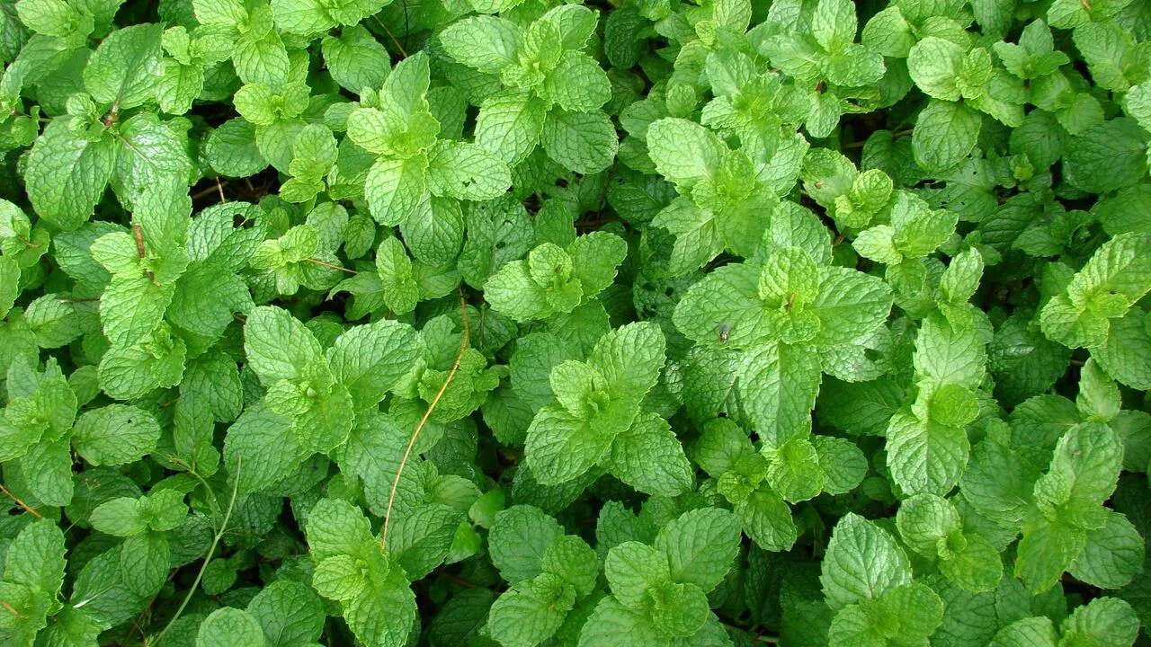 Mitä minttulajeja on olemassa ja mikä sopii parhaiten ruukkukasvattamiseen?