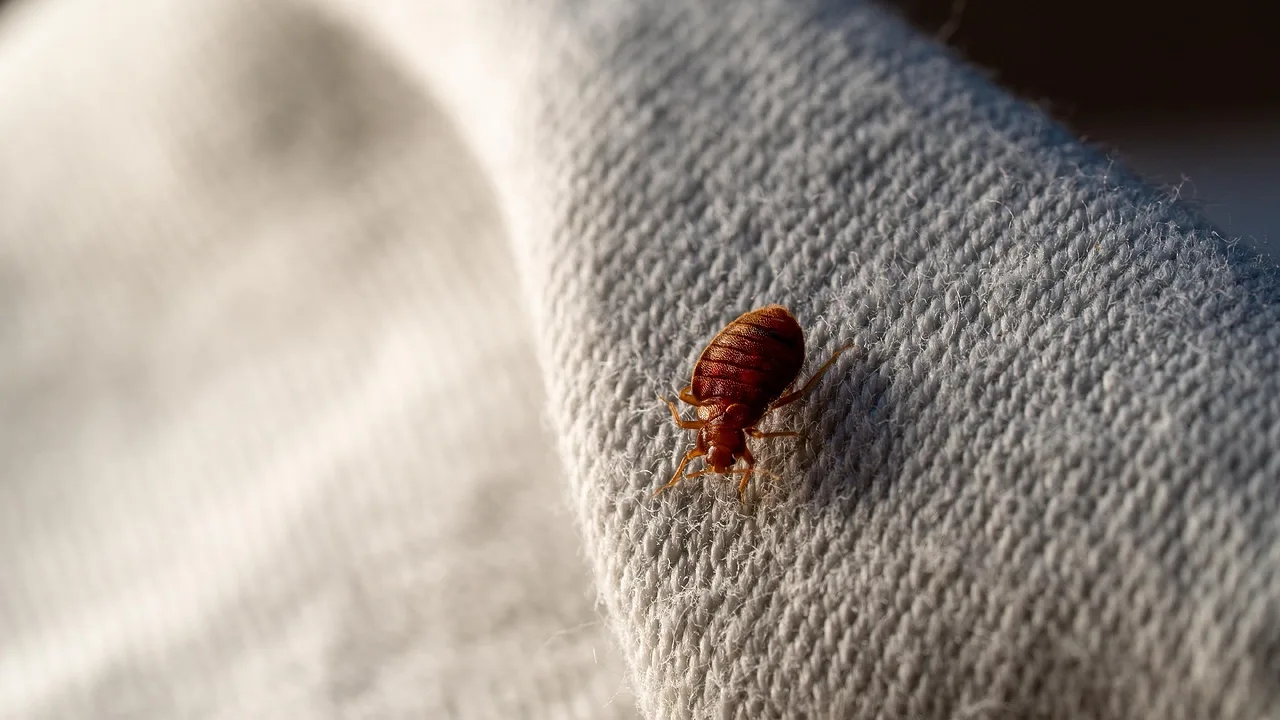 Harvat tietävät, että luteet inhoavat tämän mausteen tuoksua. Näin pääset nopeasti eroon tästä ongelmasta.