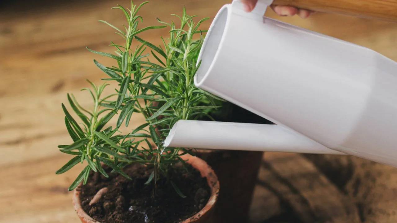 Rosmariinipensaan sijoittamisen edut kotisi ikkunalaudalle