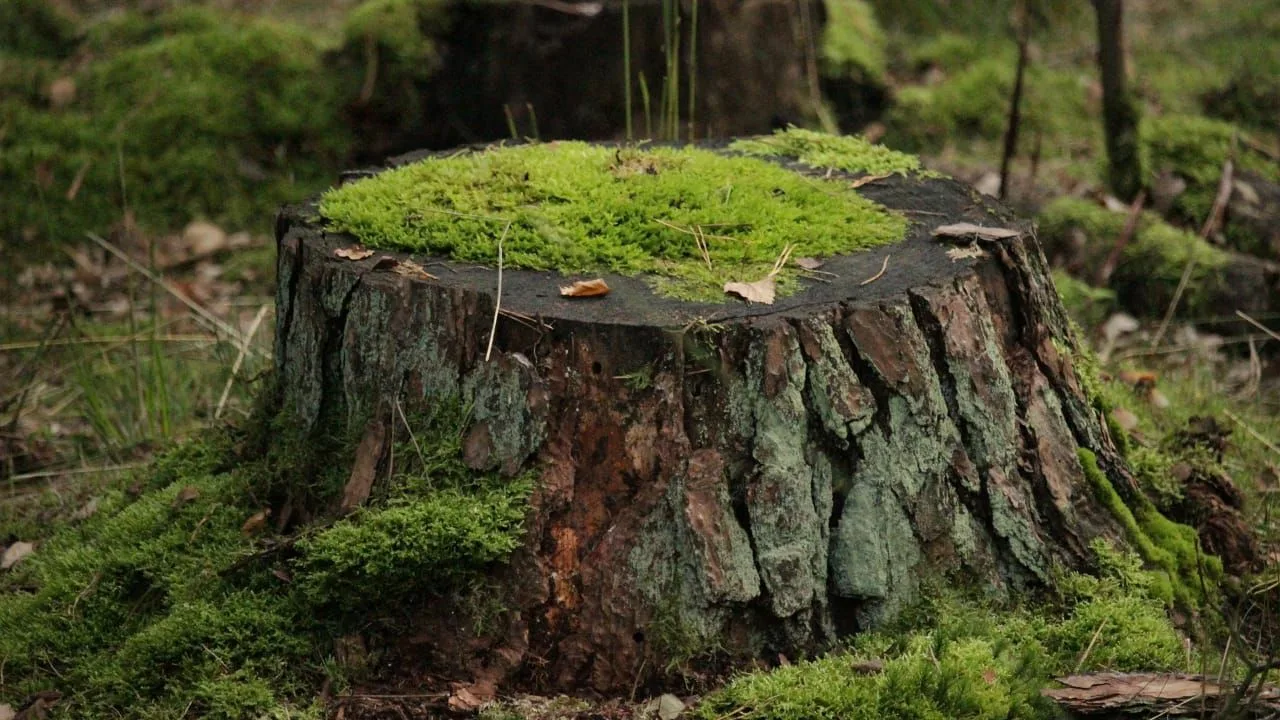 Älä kaivaa, polta tai myrkytä maaperää. Juuri näin puutarhurit käyttävät kantoja.