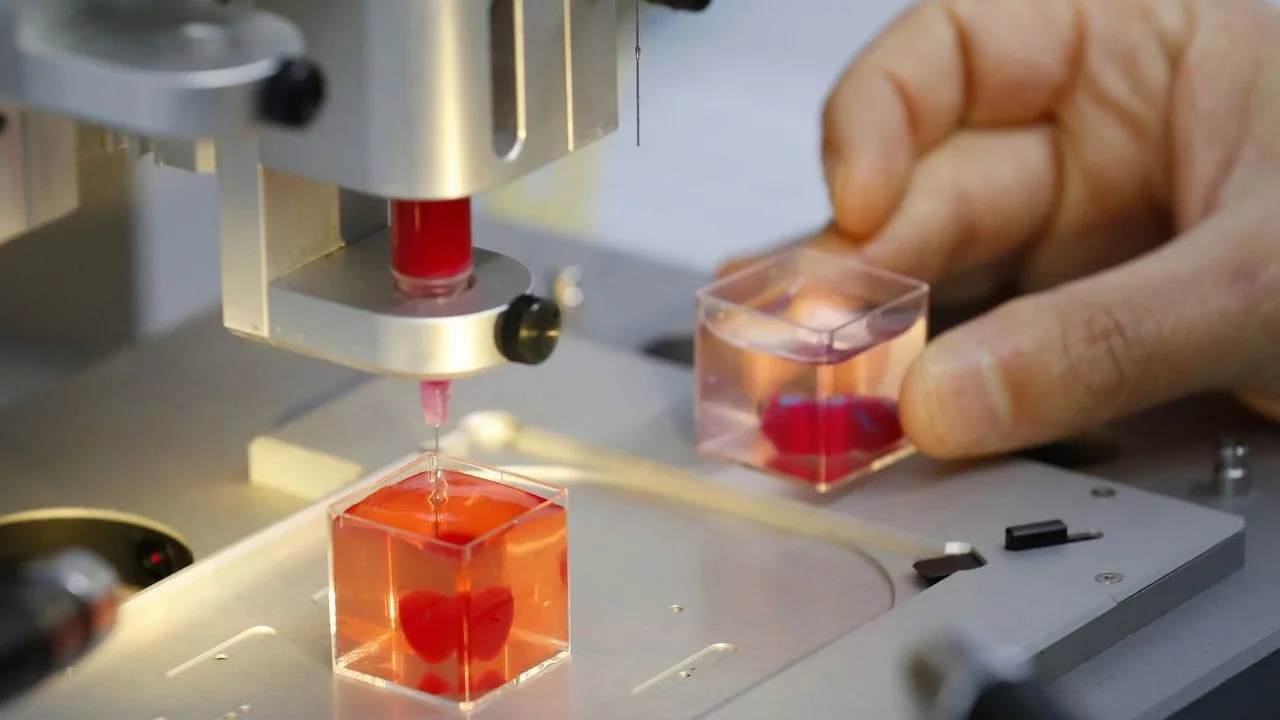 He luovat toiminnallisia organoideja ihmisen rasvakudoksesta ilman kantasolujen tai geenitekniikan käyttöä.