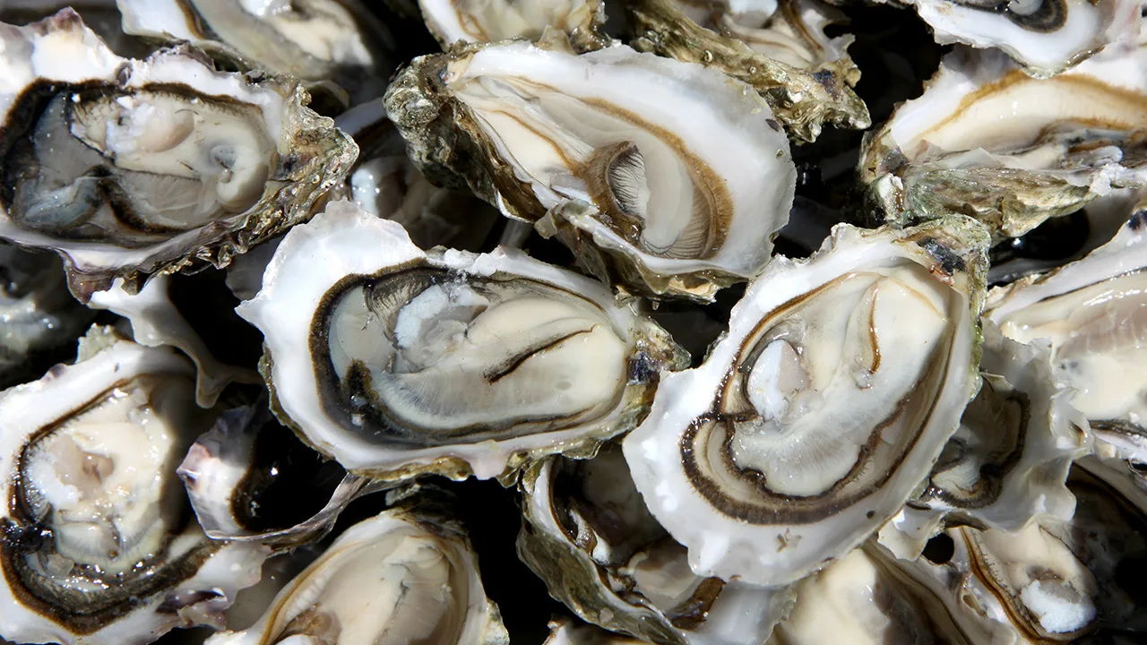 Se kuulostaa oudolta, mutta tiede vahvistaa: eläin, joka on muuttunut invasiivisesta lajista arvokkaaksi ja tuottavaksi resurssiksi.