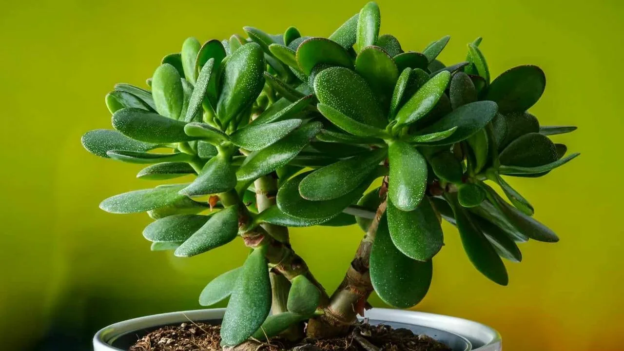 Mitä jade-puun kukinta tarkoittaa feng shui -oppien mukaan?