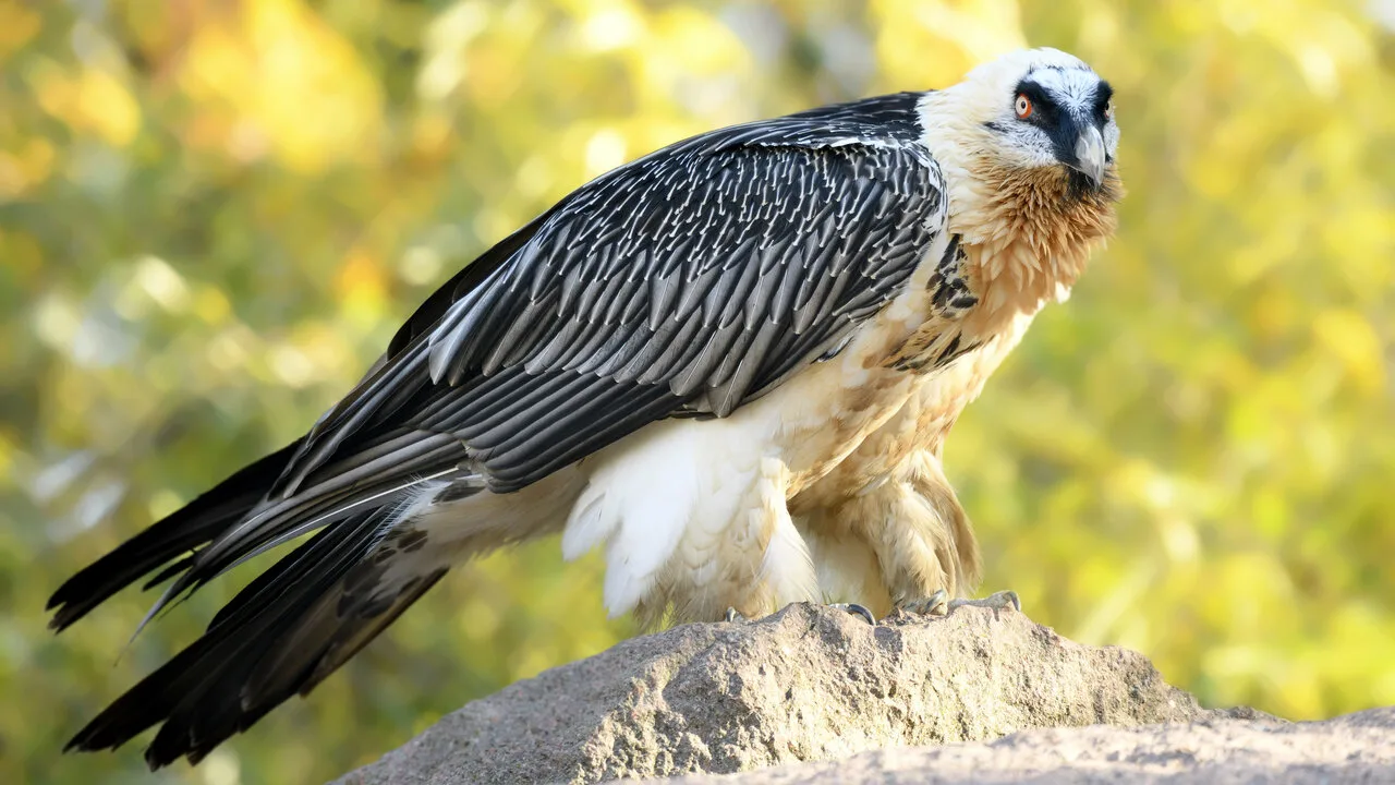 Partakorppikotka on yllättävä luonnonarkeologi: sen muinaisista pesistä on löydetty espadrillot, korit ja muita muinaisia esineitä.