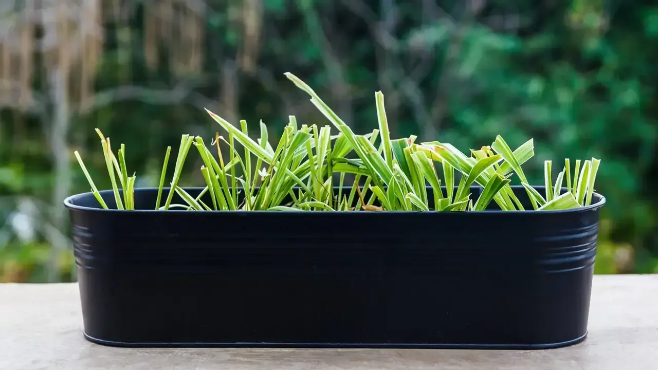 Kasvi, jota monet ihmiset pitävät kotona ja joka auttaa karkottamaan hyttysiä ilman kemikaaleja.