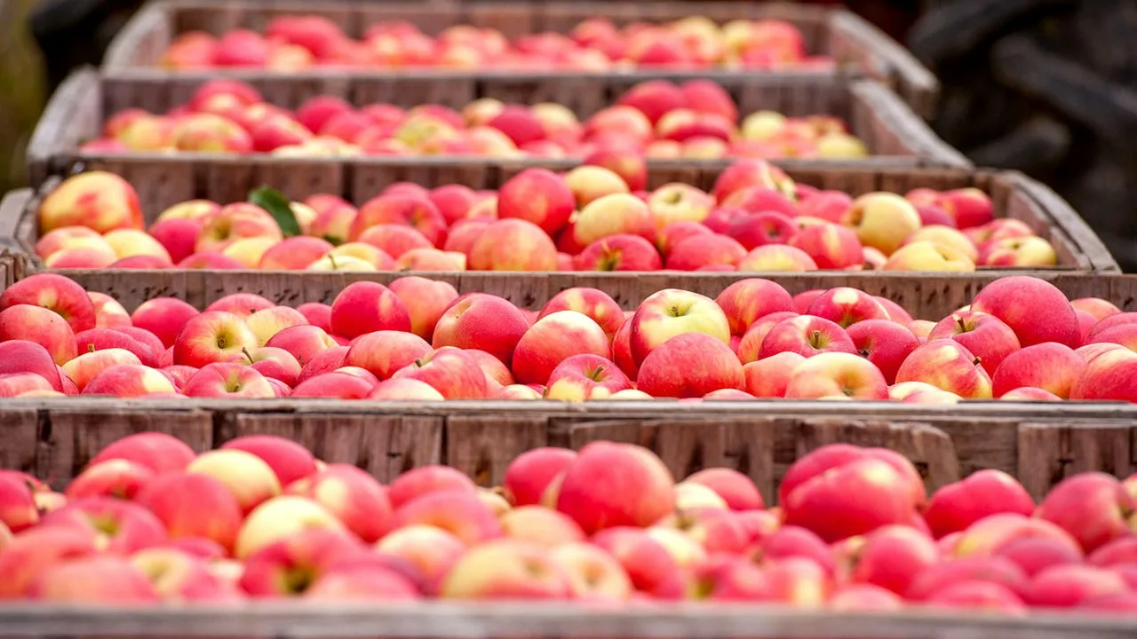 Miksi omenat tulisi säilyttää varastossa perunoiden vieressä?