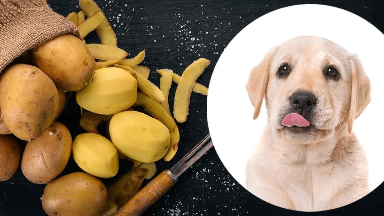 Koiran ruokkiminen bataatilla: miksi se on suositeltavaa ja kuinka usein sitä tulisi tehdä.