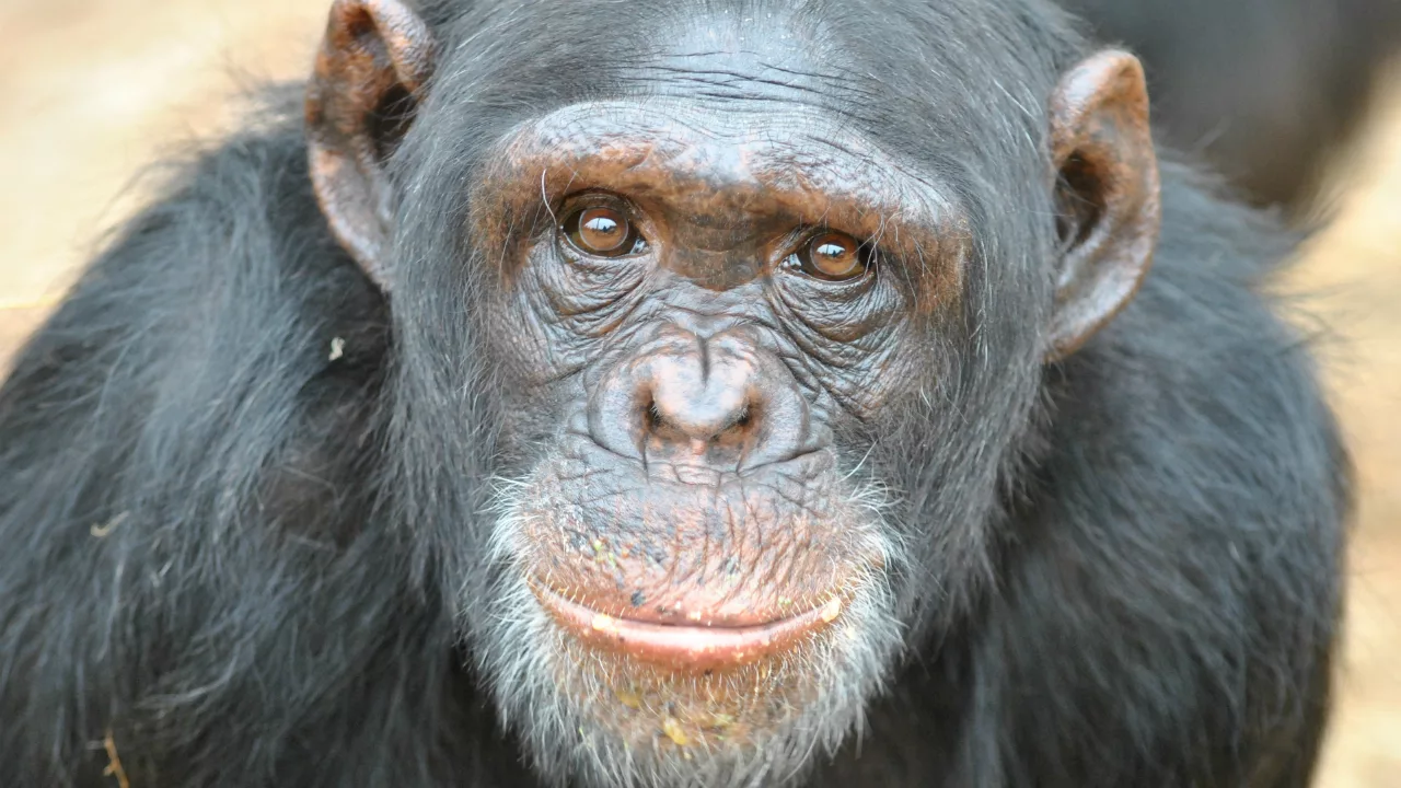 Chimpanzee Ai, joka tunnisti yli 100 kiinalaista hieroglyfiä ja englannin aakkoset, kuoli 49-vuotiaana.