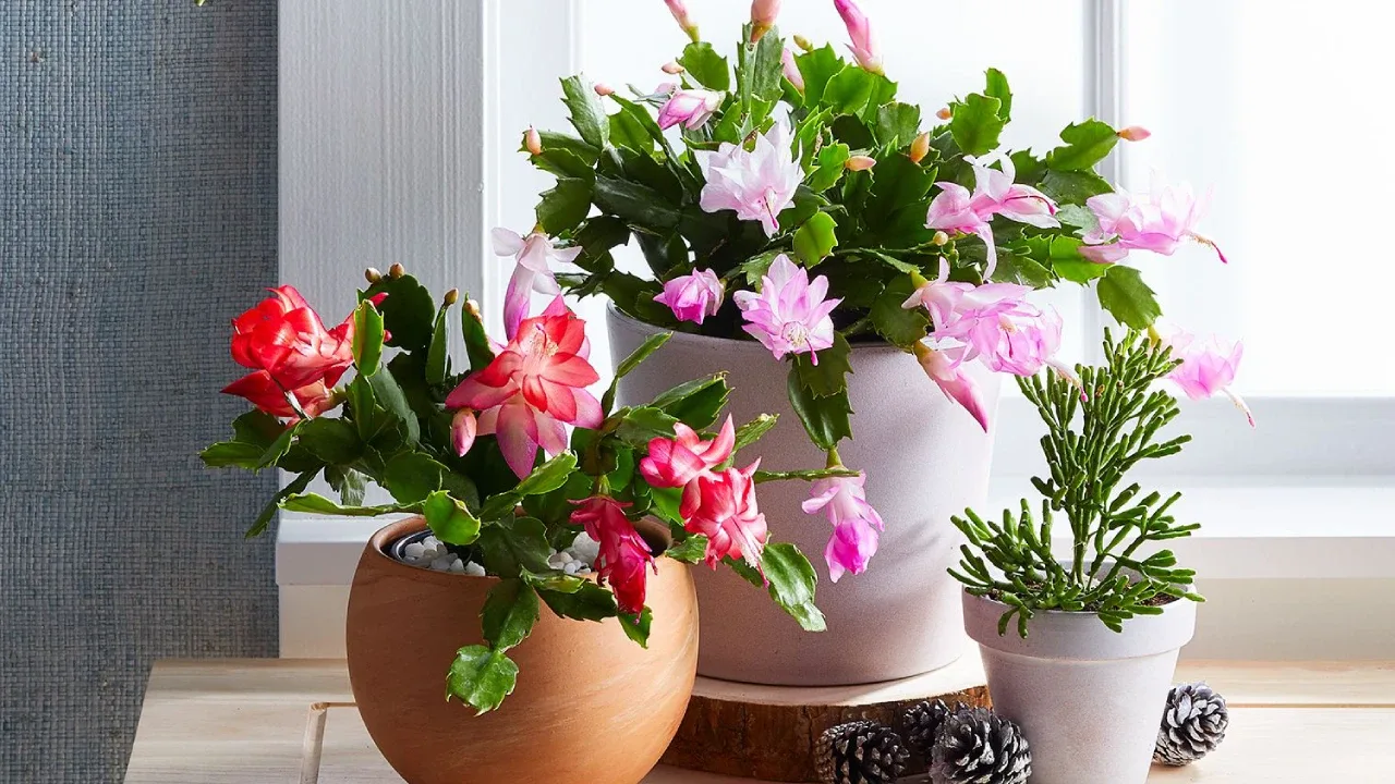 Valkosipuli ja vetyperoksidi: miksi ne ovat tärkeitä huonekasvien puhdistuksessa ja hoidossa.