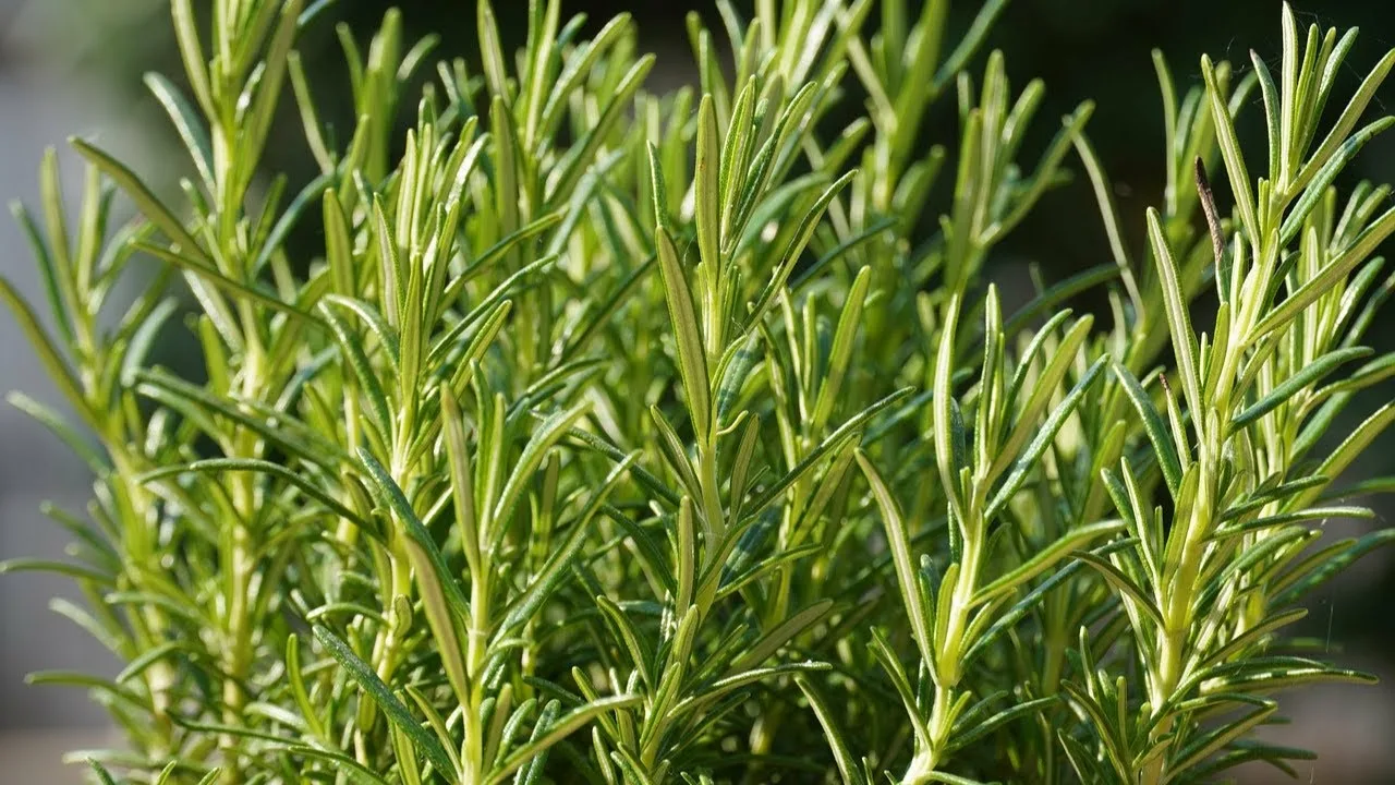 Rosmariinin ripustimet kylpyhuoneen ikkunalaudalle: miksi ja mihin sitä tarvitaan?