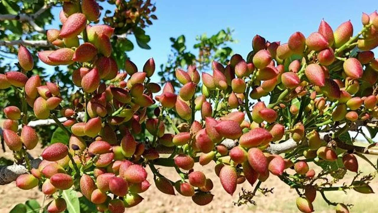 Pähkinäpuun kasvattaminen omassa puutarhassa on täysin mahdollista, vaikka et olisikaan kokenut puutarhuri: näin se onnistuu.