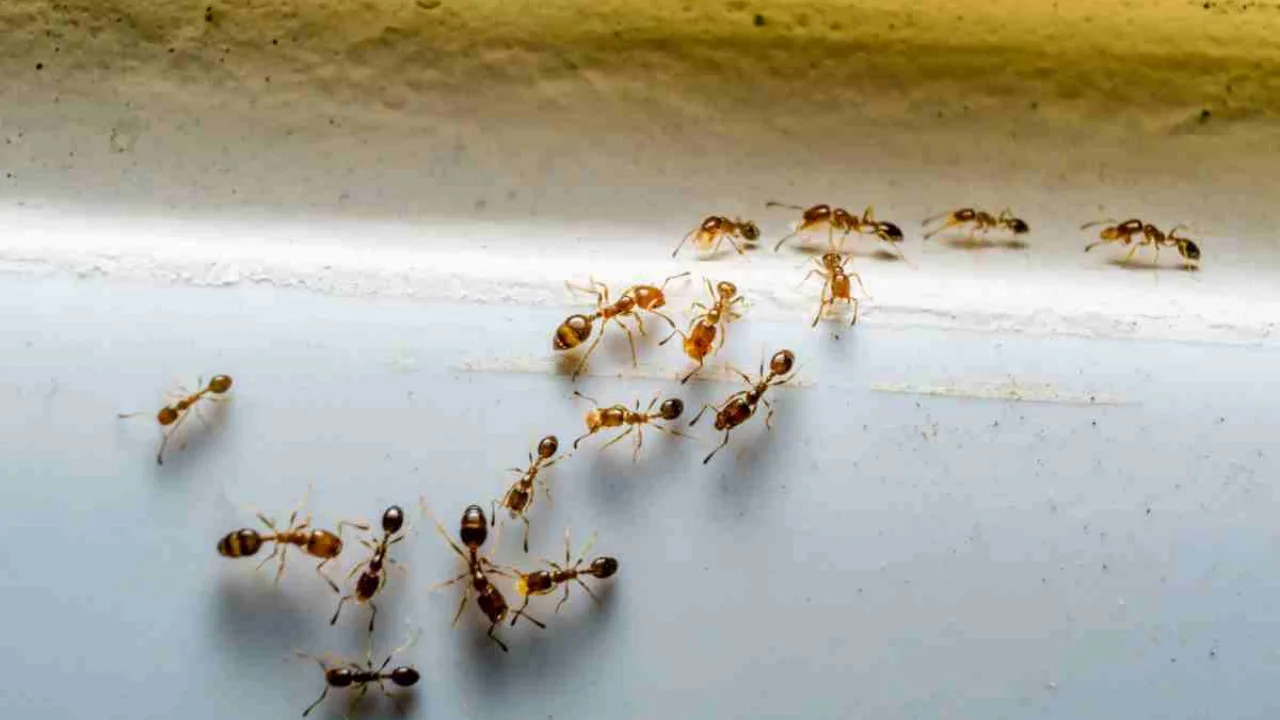 Kuinka päästä eroon muurahaisista talossa talkin avulla? Luotettava kotitekoinen keino.