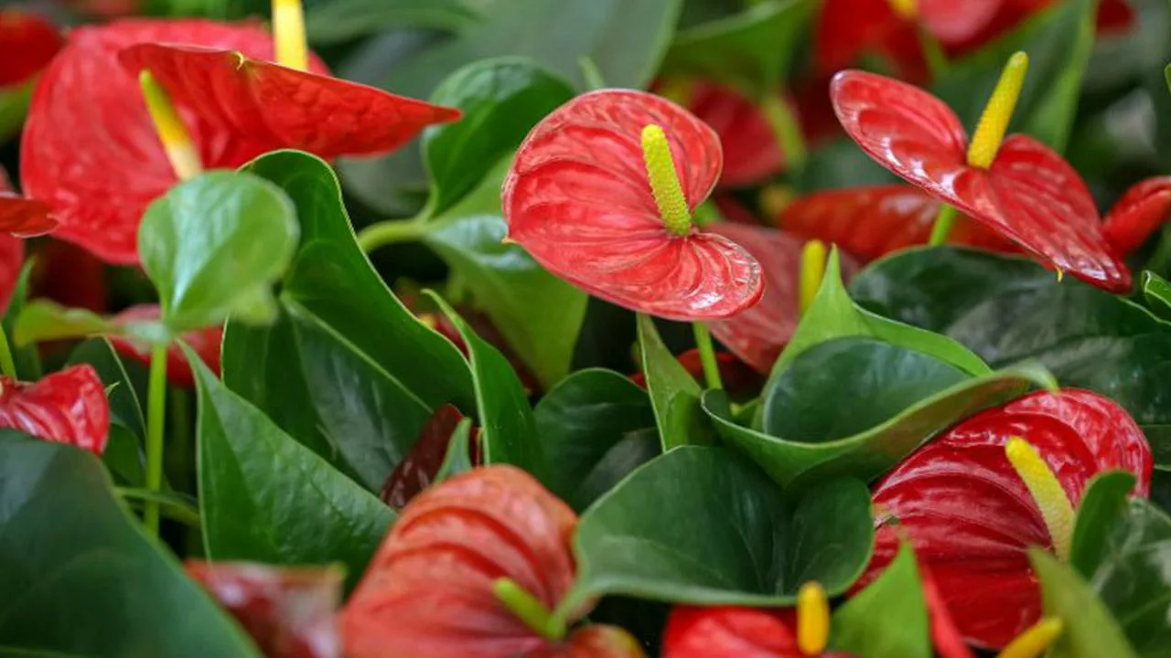 Missä kiinalaisen kulttuurin mukaan punainen anthurium tulisi istuttaa, jotta se toisi onnea ja runsautta vuonna 2026?