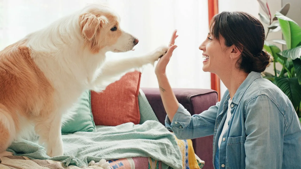Nämä 7 merkkiä osoittavat, että koirasi luottaa sinuun ja kunnioittaa sinua.
