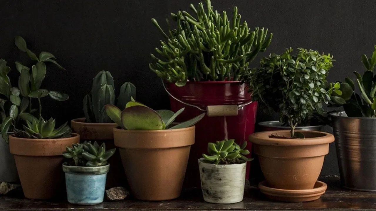 Valkosipuli ja vetyperoksidi: miksi ne ovat tärkeitä huonekasvien puhdistuksessa ja hoidossa.