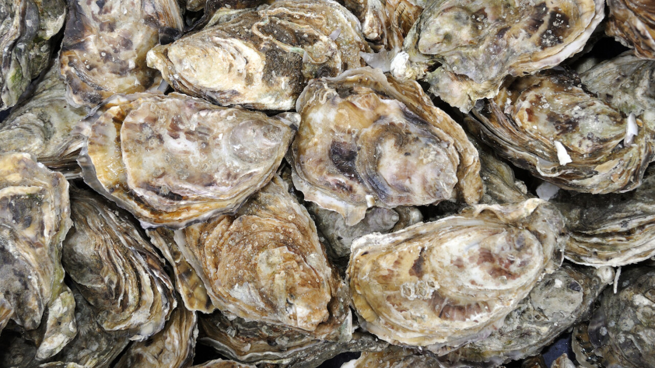 Se kuulostaa oudolta, mutta tiede vahvistaa: eläin, joka on muuttunut invasiivisesta lajista arvokkaaksi ja tuottavaksi resurssiksi.