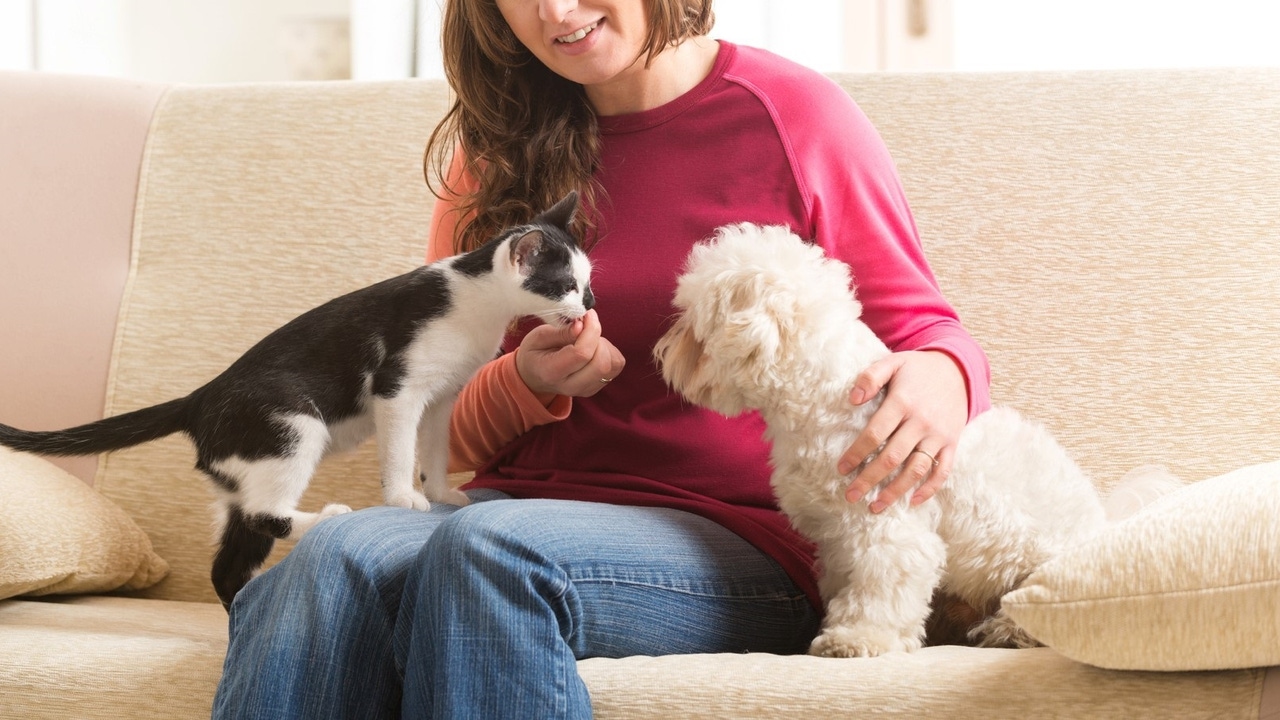 Mitä psykologisesti tarkoittaa se, että ihmiset puhuvat lemmikeilleen kuin ne olisivat ihmisiä?