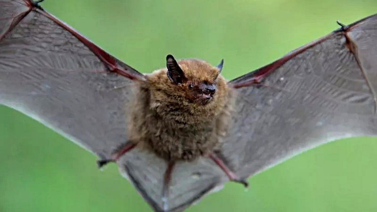 Toistaiseksi ei ole syytä paniikkiin, mutta tutkijat ovat tunnistaneet lepakkolajin, joka voi aiheuttaa seuraavan epidemian.