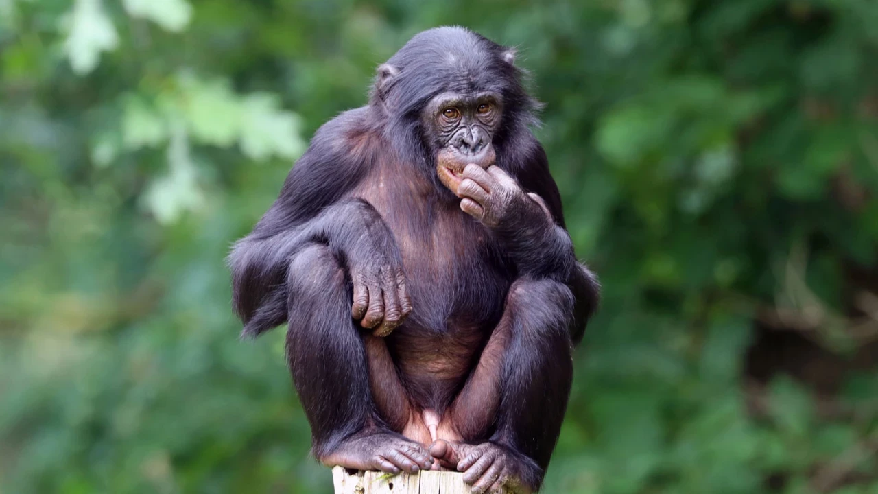 Sensaatiomainen eläintieteellinen löytö: tutkimus viittaa siihen, että tämän eläimen kieli on yhtä monimutkainen kuin ihmisen kieli.