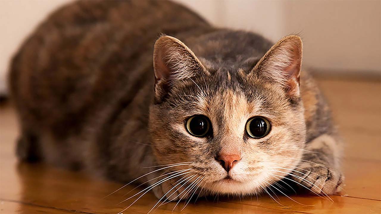 Epätavallinen löytö: kissojen DNA vahvistaa, että ne saapuivat Eurooppaan Afrikasta, eivät Aasiasta.