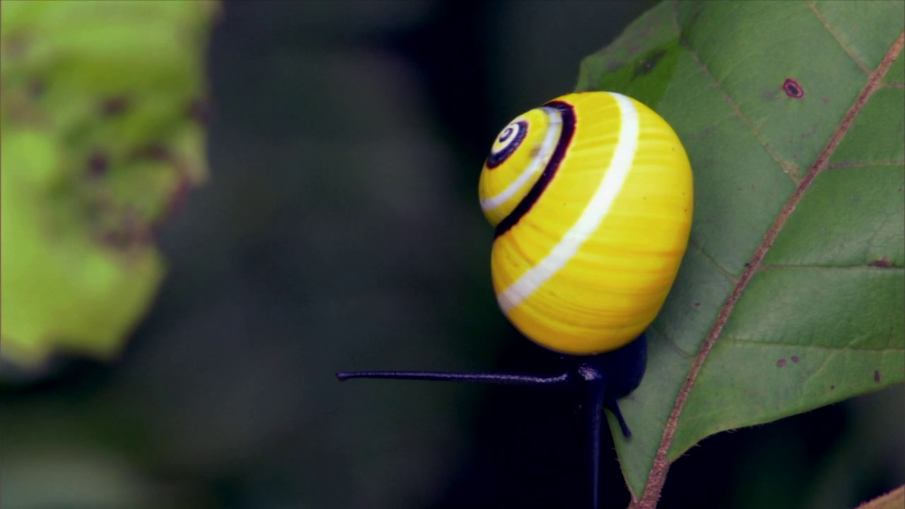 Yli kolmenkymmenen vuoden villissä luonnossa viettämisen jälkeen harvinaiset havaijilaiset etanat palaavat metsään osana historiallista uudelleenistutusohjelmaa, joka on huipentuma lähes 50 vuoden tieteelliselle tutkimukselle ja lajin suojelutyölle.