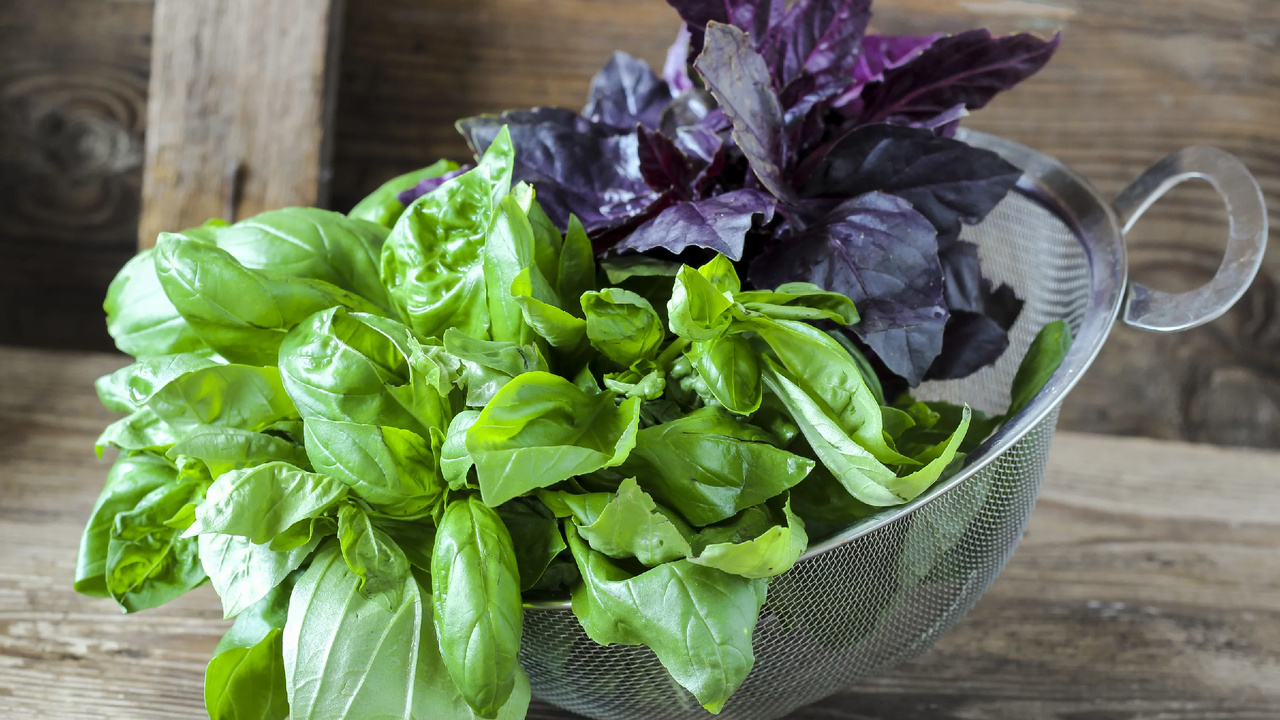 Ihanteellinen aromaattinen kasvi tammikuun kylvöksi: se kasvaa nopeasti ja on erittäin tuottava.