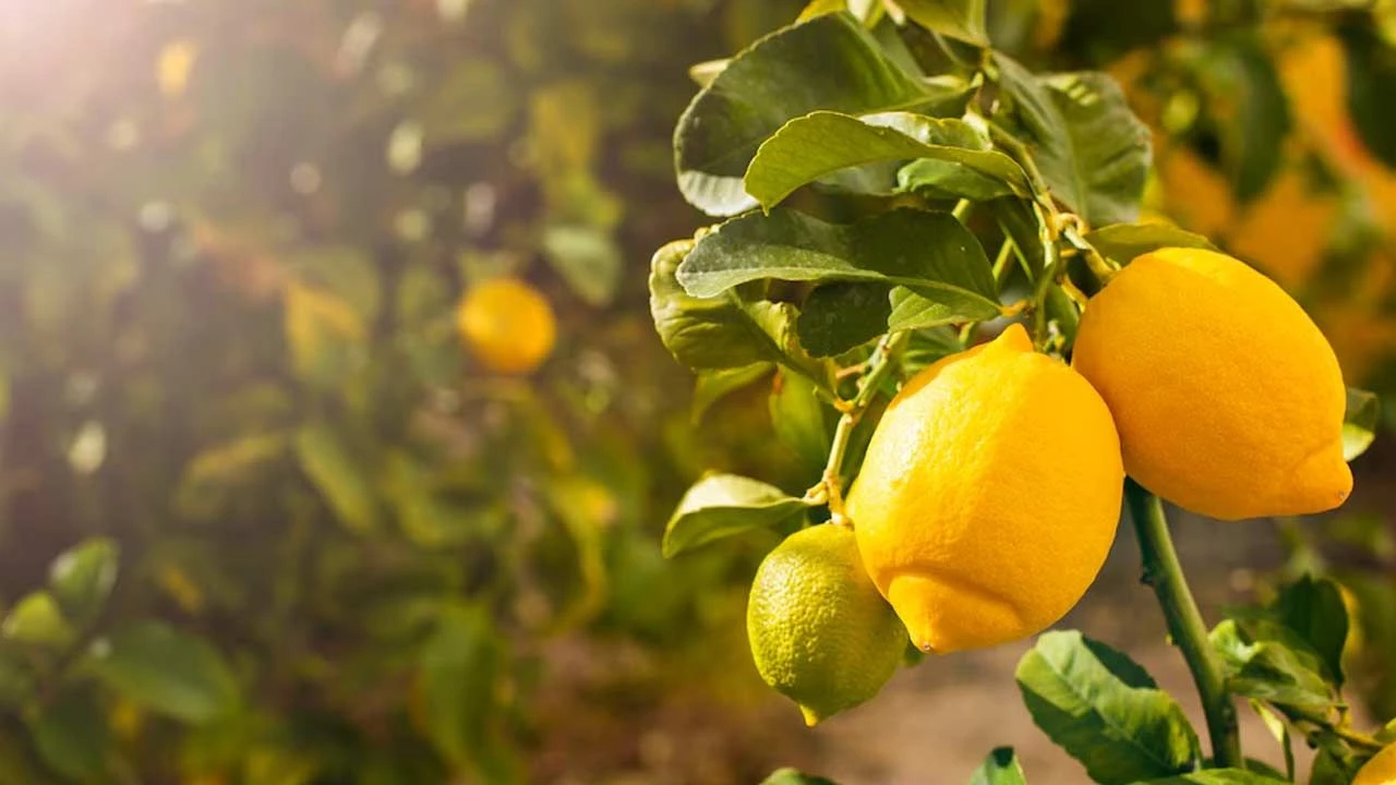 Miksi on suositeltavaa ripustaa viinikorkit sitruunapuun oksille ja mihin sitä tarvitaan?