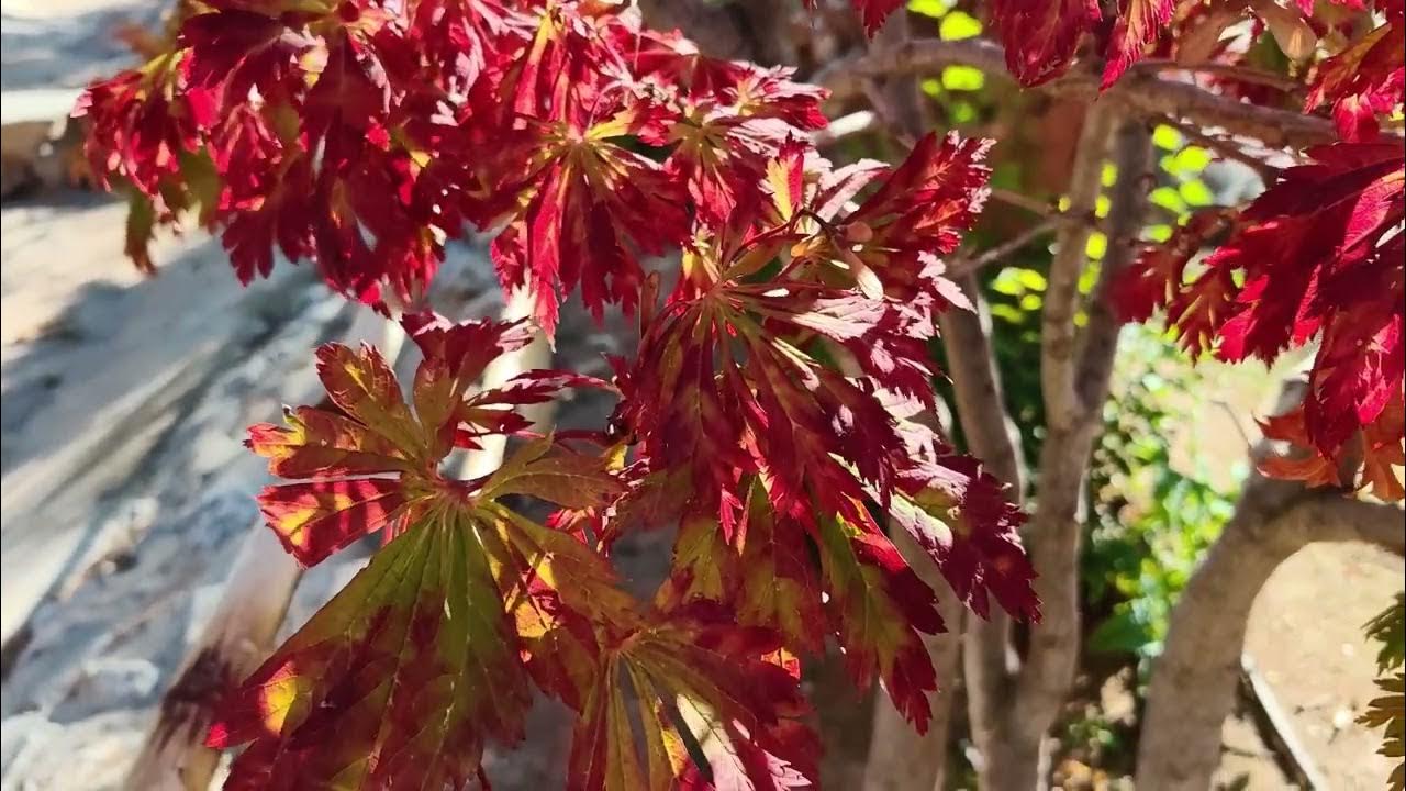 Ihanteellinen pienille taloille: puu tarjoaa varjoa koko kesän, ei kaivaa maata juurillaan ja on kuivuuden kestävä.
