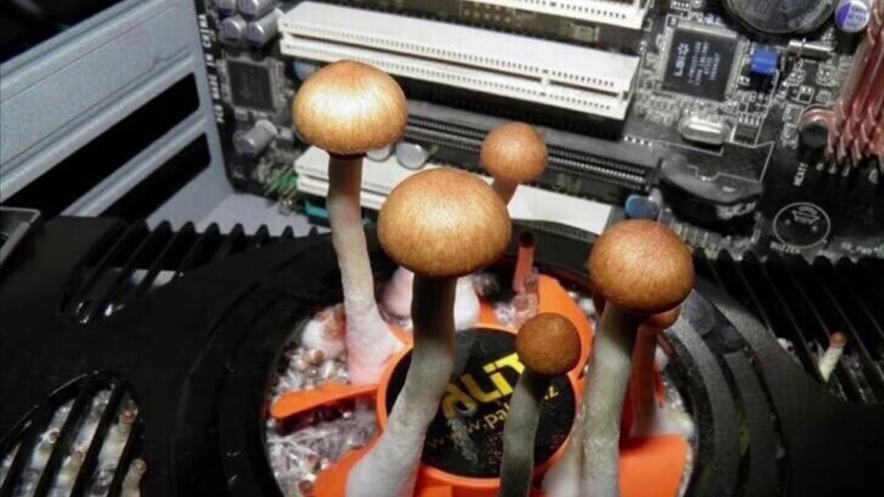 Tulevaisuuden tietokoneet ovat löytäneet yllättävän liittolaisen tietojen tallentamiseen: sienet.