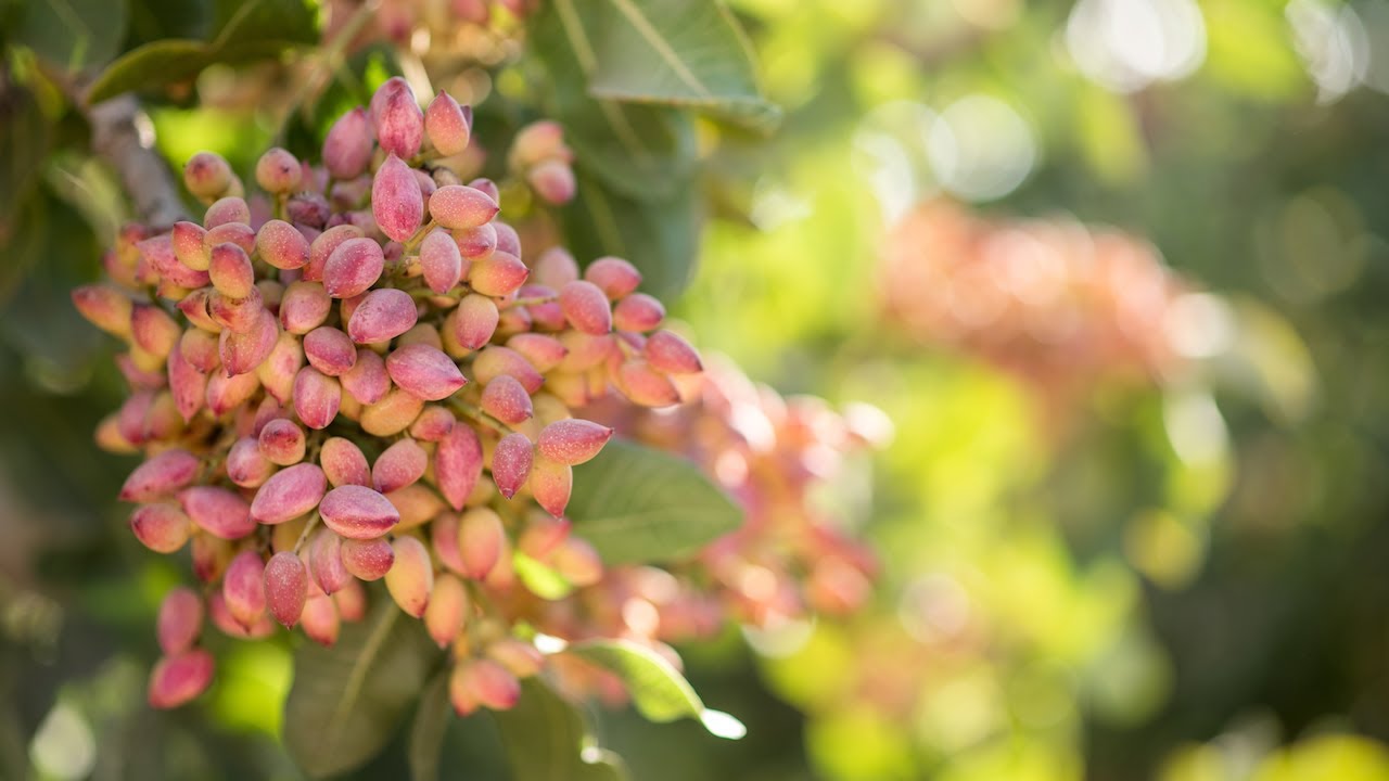 Pähkinäpuun kasvattaminen omassa puutarhassa on täysin mahdollista, vaikka et olisikaan kokenut puutarhuri: näin se onnistuu.