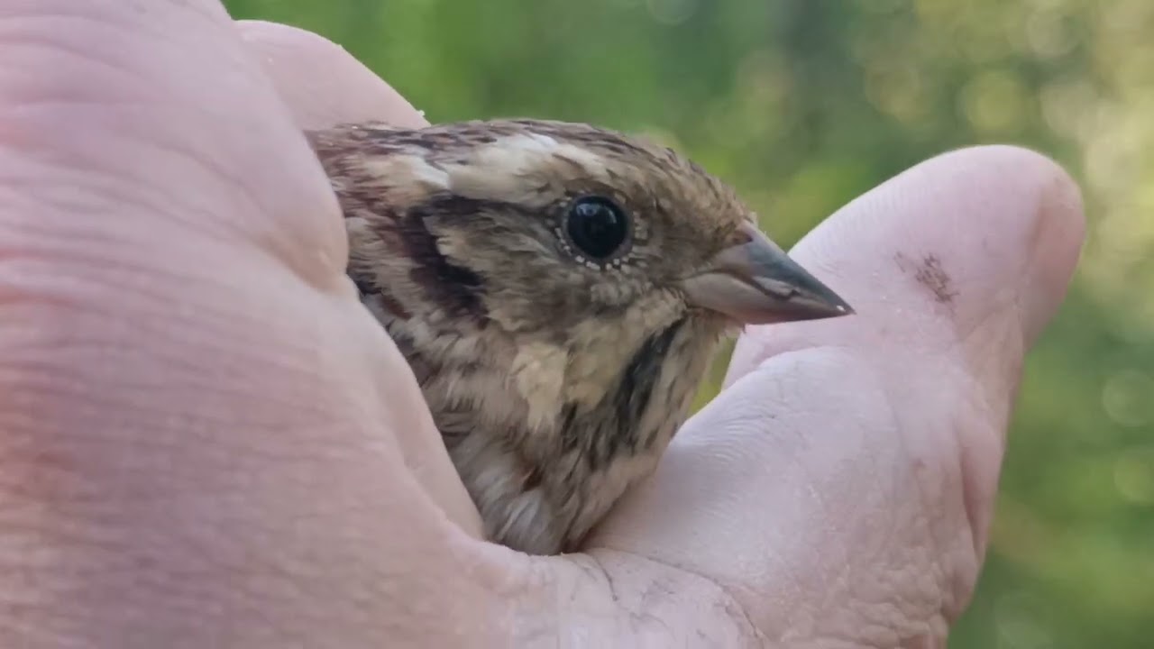 Tutkijat tuomitsevat näissä maissa tehdyt kiistanalaiset tutkimukset, joiden tavoitteena on laululintujen pyydystämisen uudelleen aloittaminen.