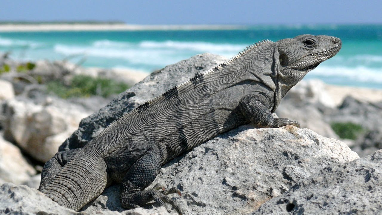 Miksi vuosi 2026 on ratkaiseva kymmenelle uhanalaiselle lajille