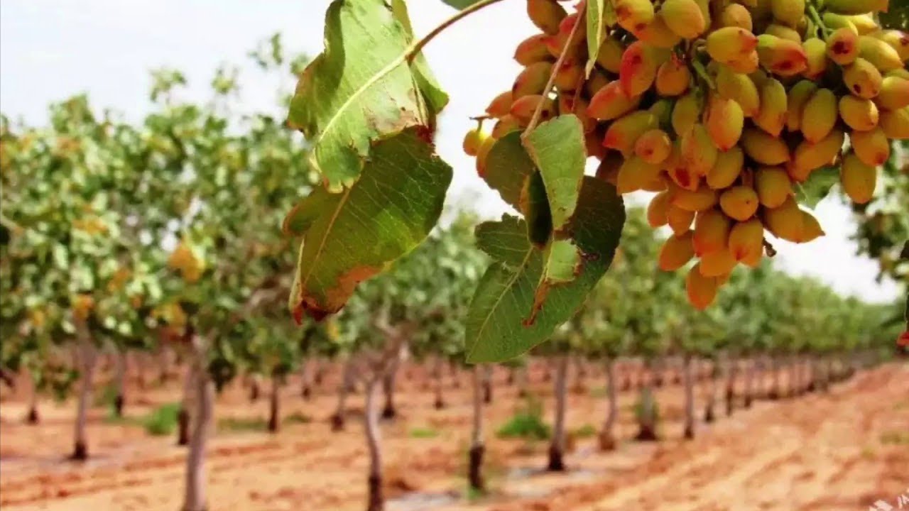 Pähkinäpuun kasvattaminen omassa puutarhassa on täysin mahdollista, vaikka et olisikaan kokenut puutarhuri: näin se onnistuu.
