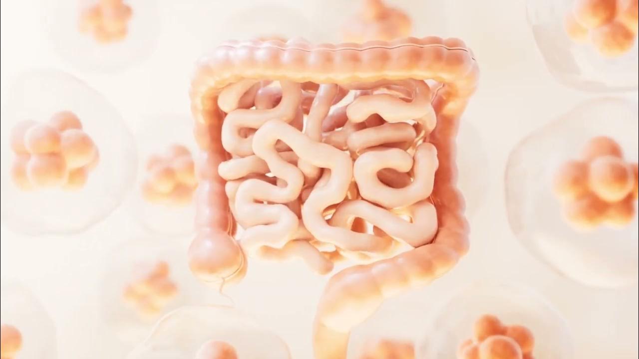 Paksusuolen lähellä oleva rasvakudos voi vaikuttaa suoliston immuunivasteeseen.