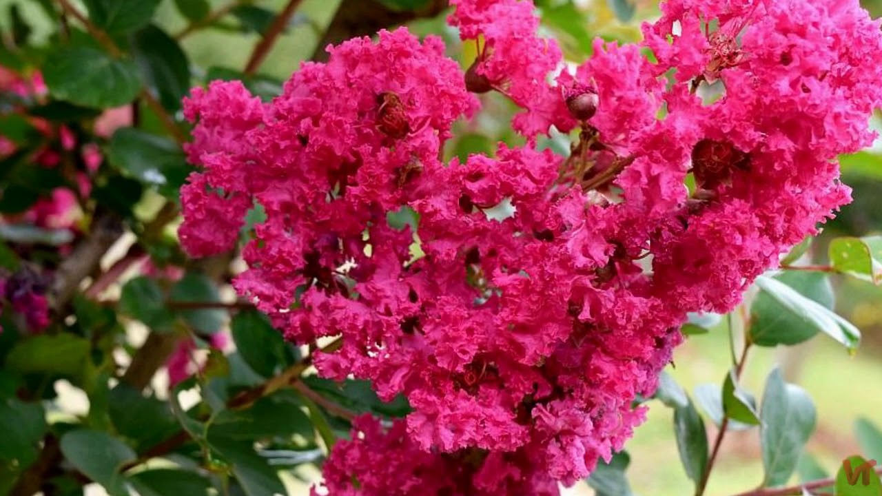 Ihanteellinen pienille terasseille: puu, joka tarjoaa varjoa koko kesän ajan eikä nosta maanpinnan tasoa.