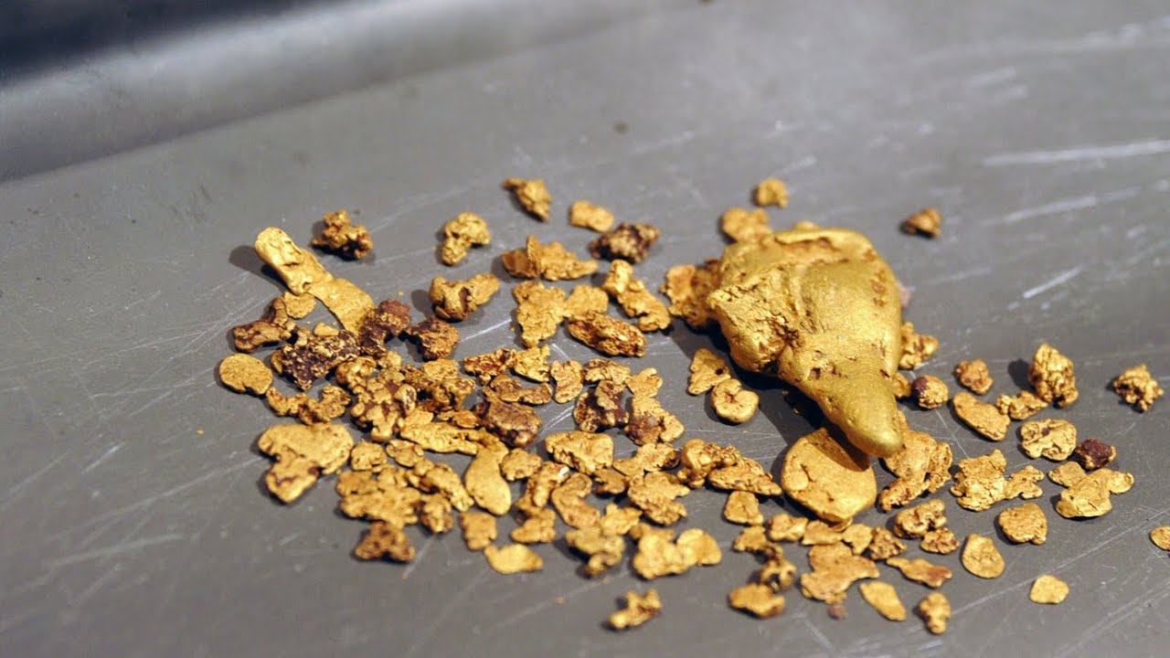 Historiallinen löytö: löydetty kasvi, joka tuottaa kultaa ja jota voidaan kasvattaa kotona.