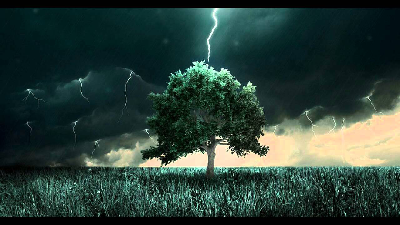 Tutkijat eivät voi uskoa sitä: he ovat löytäneet maasta puun, joka käyttää salamoita pidentääkseen elinikäänsä.