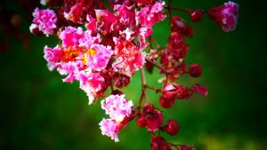 Ihanteellinen pienille terasseille: puu, joka tarjoaa varjoa koko kesän ajan eikä nosta maanpinnan tasoa.