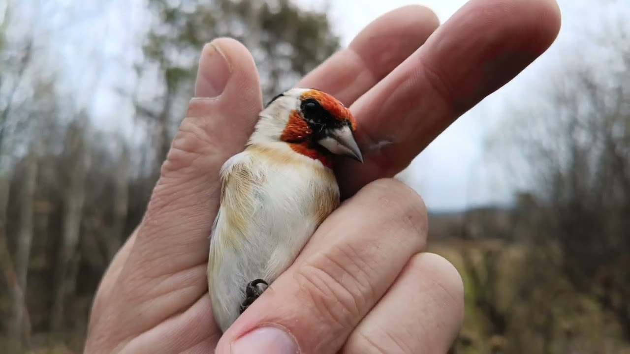 Tutkijat tuomitsevat näissä maissa tehdyt kiistanalaiset tutkimukset, joiden tavoitteena on laululintujen pyydystämisen uudelleen aloittaminen.