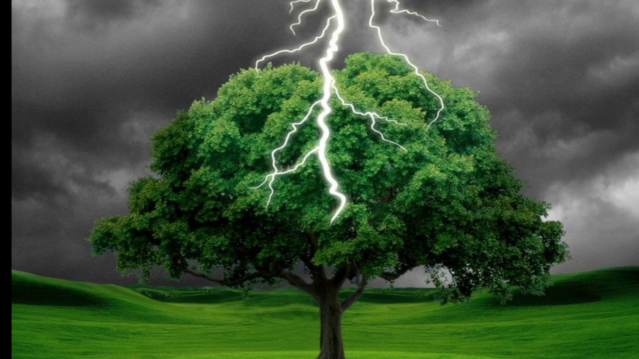 Tutkijat eivät voi uskoa sitä: he ovat löytäneet maasta puun, joka käyttää salamoita pidentääkseen elinikäänsä.