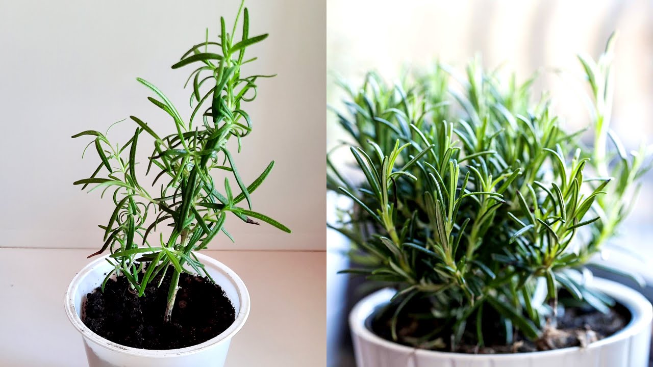 Miksi rosmariinin oksien sijoittaminen ikkunalaudalle on uusi trendi sisustussuunnittelussa