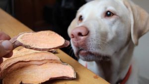 Koiran ruokkiminen bataatilla: miksi se on suositeltavaa ja kuinka usein sitä tulisi tehdä.