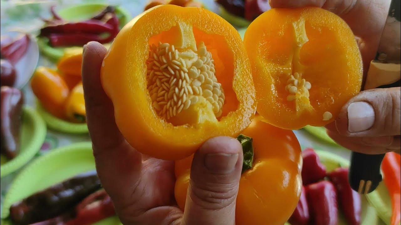 Älä heitä paprikan siemeniä pois, ne ovat todellinen aarre: miten niitä voi käyttää uudelleen ja saada niistä irti mahdollisimman paljon hyötyä.