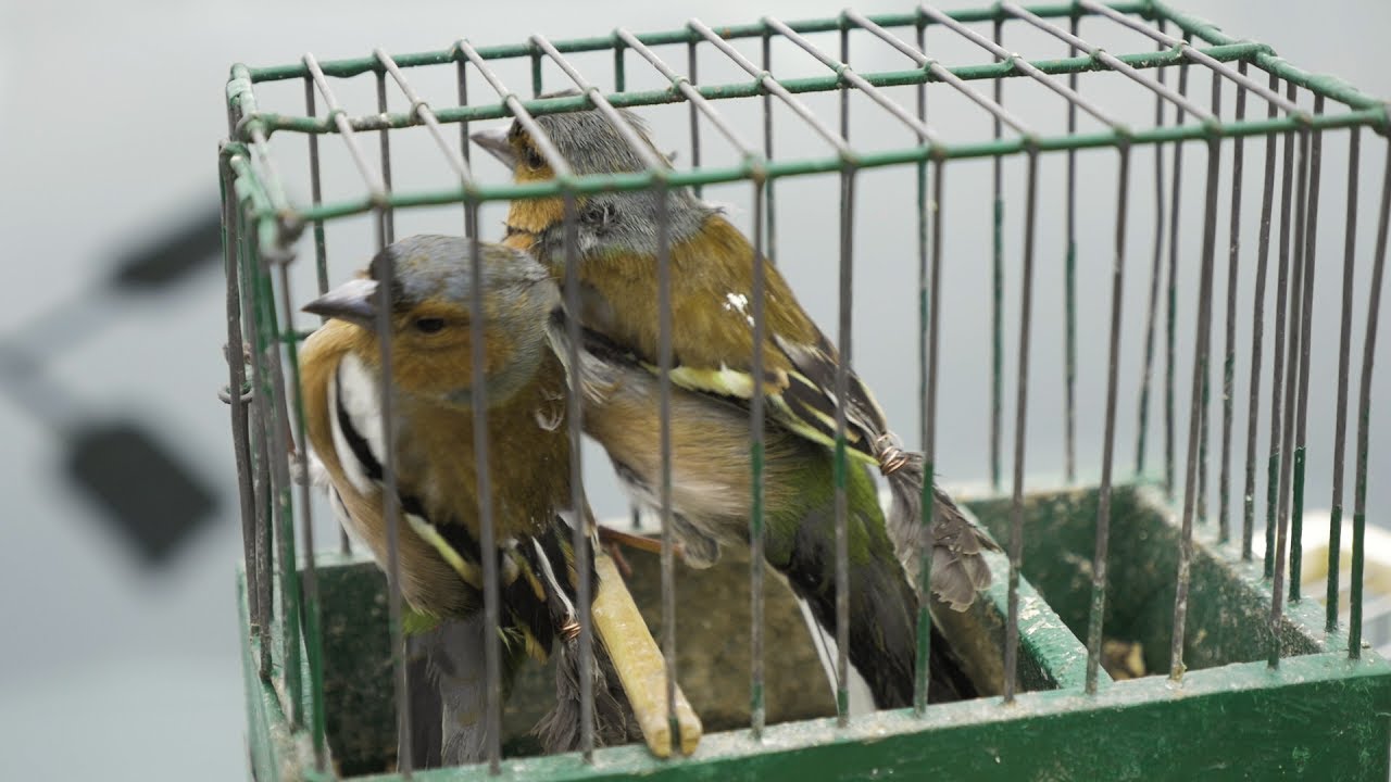 Tutkijat tuomitsevat näissä maissa tehdyt kiistanalaiset tutkimukset, joiden tavoitteena on laululintujen pyydystämisen uudelleen aloittaminen.