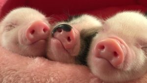 Genomitutkimukset paljastavat, kuinka ihmiset kuljettivat sikoja Tyynenmeren yli 50 000 vuotta sitten.