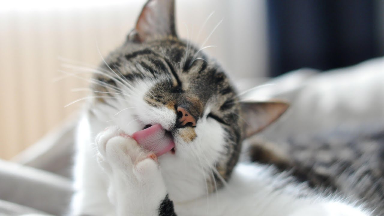 Mitä on kissan syljessä oleva lysosiimi ja mikä on sen tehtävä?